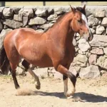 Lote: 1 - Lote: 1 - Padrillo - Las Callanas Muy Lindo