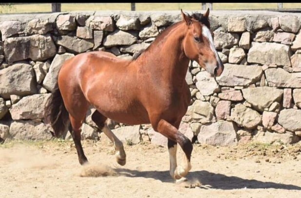 Lote: 1 - Lote: 1 - Padrillo - Las Callanas Muy Lindo