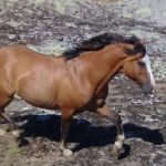 Lote: 2 - Lote: 2 - Padrillo - Jangadeiro da Charqueada