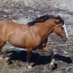 Lote: 2 - Lote: 2 - Padrillo - Jangadeiro da Charqueada