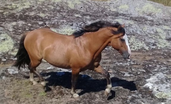 Lote: 2 - Lote: 2 - Padrillo - Jangadeiro da Charqueada