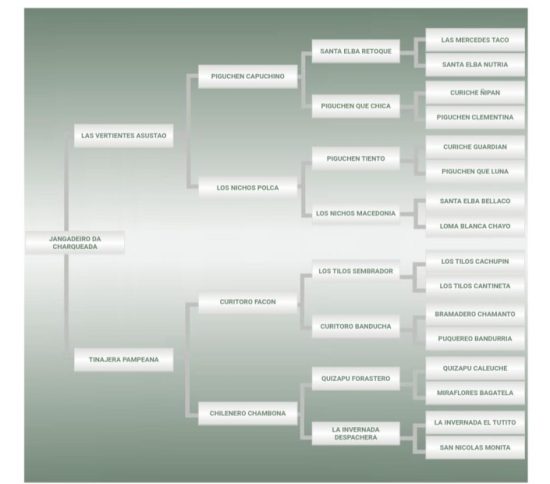 Lote: 2 - Lote: 2 - Padrillo - Jangadeiro da Charqueada