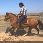 Lote: 2 - Lote: 2 - Padrillo - Jangadeiro da Charqueada
