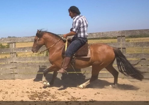 Lote: 2 - Lote: 2 - Padrillo - Jangadeiro da Charqueada