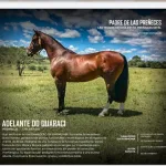 Lote: 3 - Lote: 3 - Padrillo - Adelante Do Quaraci
