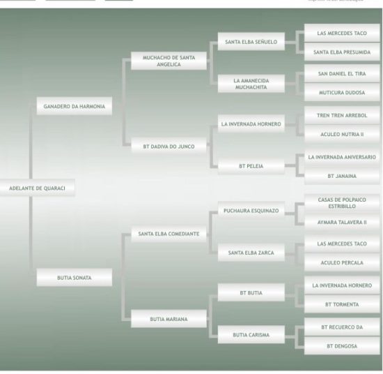 Lote: 3 - Lote: 3 - Padrillo - Adelante Do Quaraci