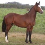 Lote: 4 - Lote: 4 - Padrillo - Vivente do Puruna