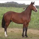 Lote: 4 - Lote: 4 - Padrillo - Vivente do Puruna
