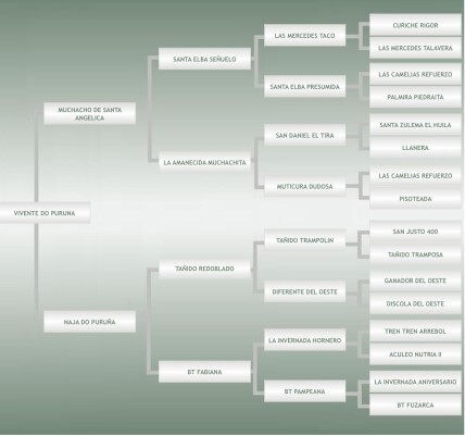 Lote: 4 - Lote: 4 - Padrillo - Vivente do Puruna