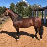 Lote: 5 - Lote: 5 - Padrillo - Federal Pagano