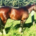 Lote: 5 - Lote: 5 - Padrillo - Federal Pagano