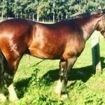Lote: 5 - Lote: 5 - Padrillo - Federal Pagano
