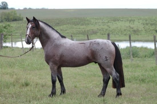 Lote: 6 - Lote: 6 - Padrillos - Entrevero de Los Cardos/Ecuador de Los Cardos