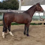 Lote: 7 - Lote: 7 - Padrillo - Aquerenciado Peñasco