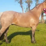 Lote: 8 - Lote: 8 - Padrillo - JS Hidalgo