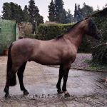Lote: 9 - Lote: 9 - Padrillo - Pistacho Talita
