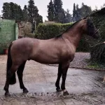 Lote: 9 - Lote: 9 - Padrillo - Pistacho Talita