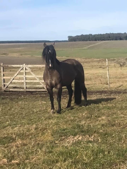 Lote: 9 - Lote: 9 - Padrillo - Pistacho Talita