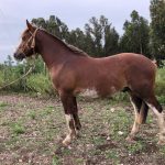Lote: 11 - Lote: 11 - Padrillo - Aquerenciado Honesto
