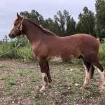 Lote: 11 - Lote: 11 - Padrillo - Aquerenciado Honesto