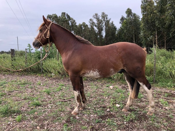 Lote: 11 - Lote: 11 - Padrillo - Aquerenciado Honesto