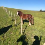 Lote: 11 - Lote: 11 - Padrillo - Aquerenciado Honesto