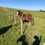 Lote: 11 - Lote: 11 - Padrillo - Aquerenciado Honesto