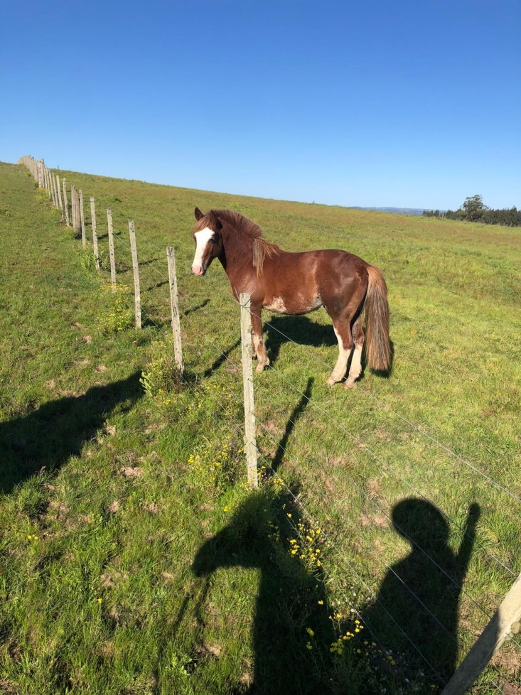 Lote: 11 - Lote: 11 - Padrillo - Aquerenciado Honesto