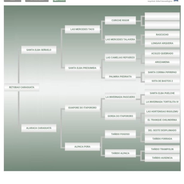 Lote: 12 - Lote: 12 - Padrillo - Retobao Caraguata