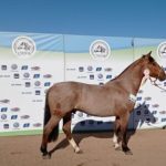 Lote: 14 - Lote: 14 - Padrillo - Hechizado del Chamamé