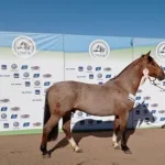 Lote: 14 - Lote: 14 - Padrillo - Hechizado del Chamamé