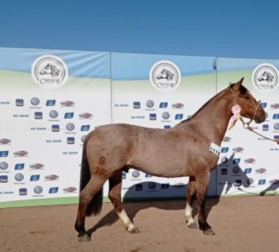 Lote: 14 - Lote: 14 - Padrillo - Hechizado del Chamamé