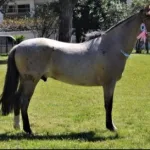 Lote: 14 - Lote: 14 - Padrillo - Hechizado del Chamamé