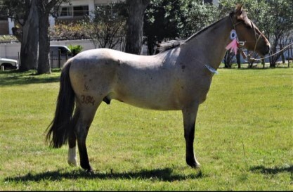 Lote: 14 - Lote: 14 - Padrillo - Hechizado del Chamamé