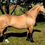 Lote: 15 - Lote: 15 - Padrillos - Poncho Viejo Caraguata/Valedoble Molles