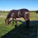 Lote: 15 - Lote: 15 - Padrillos - Poncho Viejo Caraguata/Valedoble Molles