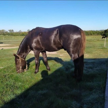 Lote: 15 - Lote: 15 - Padrillos - Poncho Viejo Caraguata/Valedoble Molles