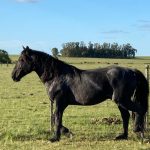 Lote: 17 - Lote: 17 - Padrillo - Contrincante Montecoral