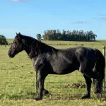 Lote: 17 - Lote: 17 - Padrillo - Contrincante Montecoral