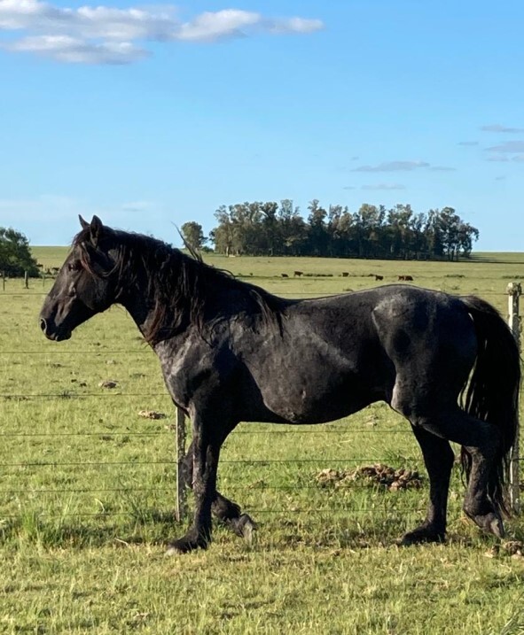 Lote: 17 - Lote: 17 - Padrillo - Contrincante Montecoral