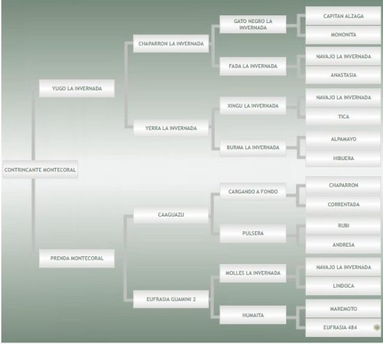Lote: 17 - Lote: 17 - Padrillo - Contrincante Montecoral