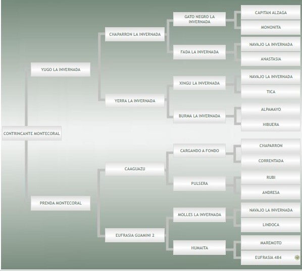 Lote: 17 - Lote: 17 - Padrillo - Contrincante Montecoral