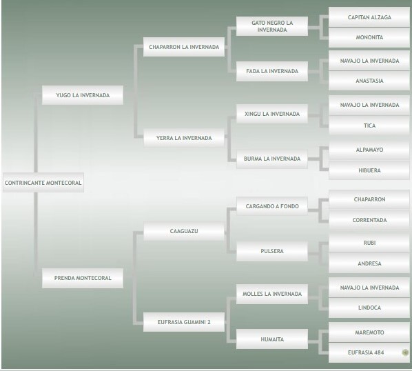 Lote: 17 - Lote: 17 - Padrillo - Contrincante Montecoral