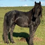 Lote: 17 - Lote: 17 - Padrillo - Contrincante Montecoral