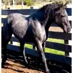 Lote: 18 - Lote: 18 - Padrillo - Tiento Talibán
