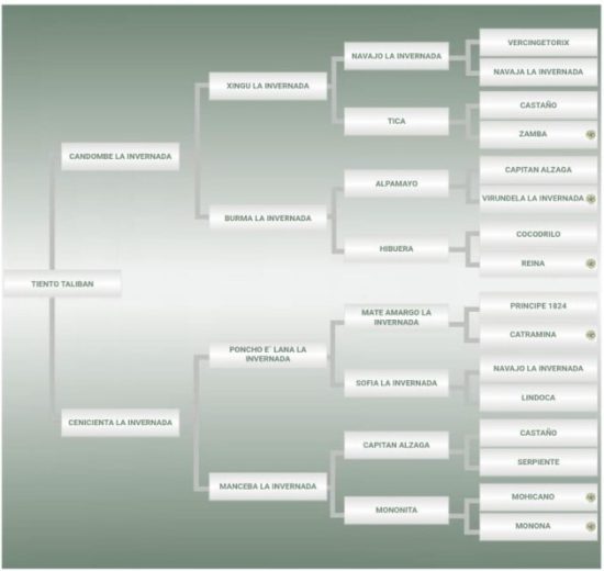 Lote: 18 - Lote: 18 - Padrillo - Tiento Talibán
