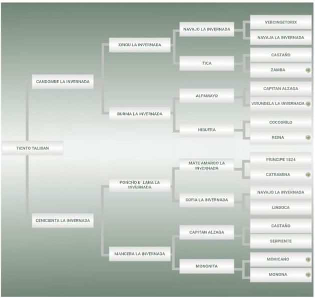 Lote: 18 - Lote: 18 - Padrillo - Tiento Talibán