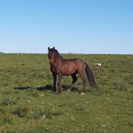 Lote: 19 - Lote: 19 - Padrillo - Tornador