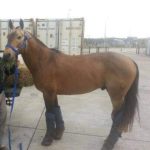 Lote: 20 - Lote: 20 - Padrillo - Marche Preso Molles