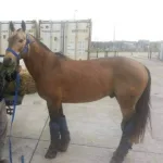 Lote: 20 - Lote: 20 - Padrillo - Marche Preso Molles